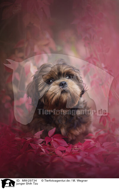 junger Shih Tzu / MW-29734