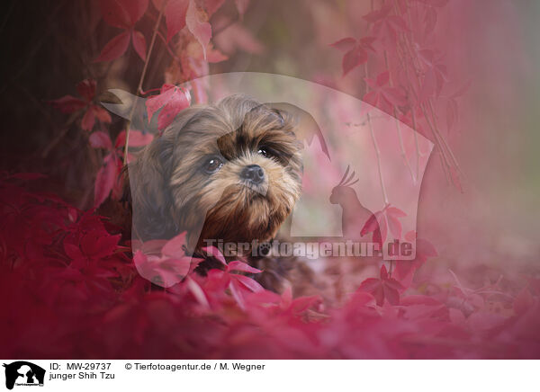 junger Shih Tzu / MW-29737