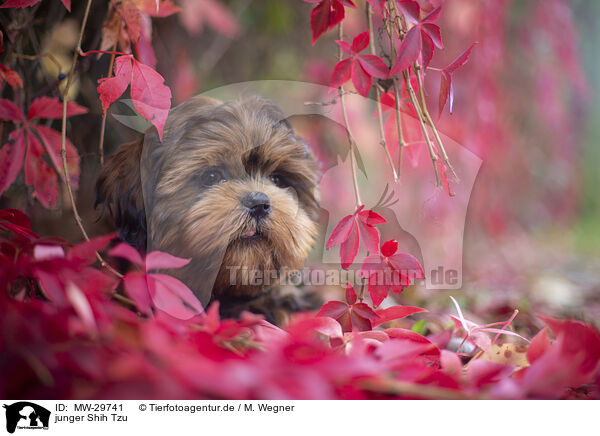 junger Shih Tzu / MW-29741