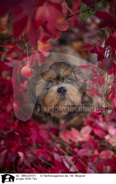 junger Shih Tzu / young Shih Tzu / MW-29751
