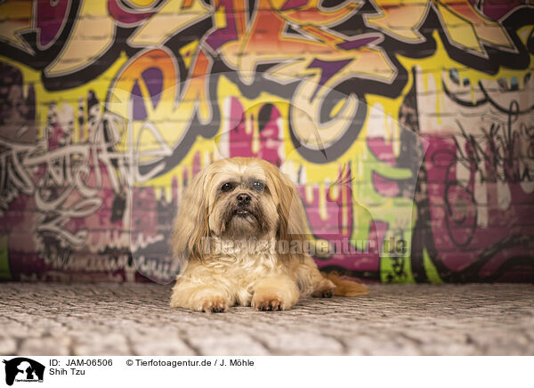 Shih Tzu / Shih Tzu / JAM-06506