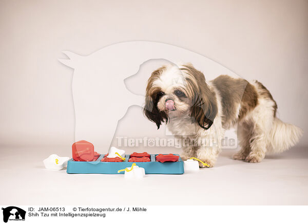 Shih Tzu mit Intelligenzspielzeug / JAM-06513