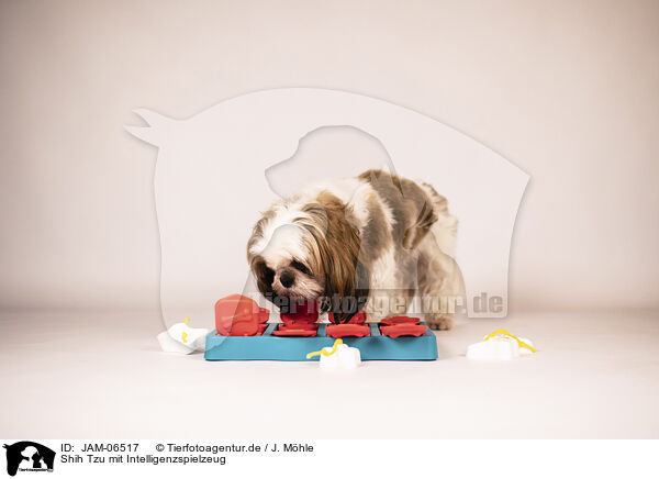 Shih Tzu mit Intelligenzspielzeug / Shih Tzu with intelligence toy / JAM-06517