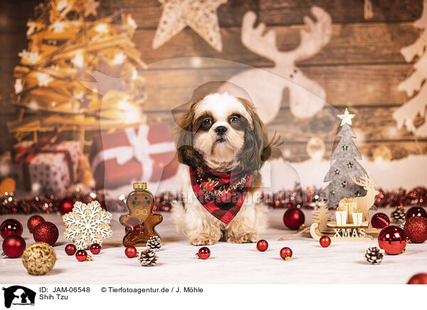 Shih Tzu / Shih Tzu / JAM-06548