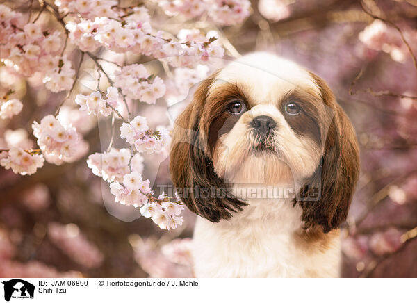 Shih Tzu / Shih Tzu / JAM-06890