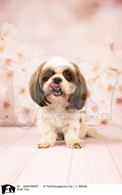 Shih Tzu / Shih Tzu / JAM-06897