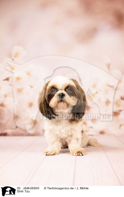 Shih Tzu / Shih Tzu / JAM-06900