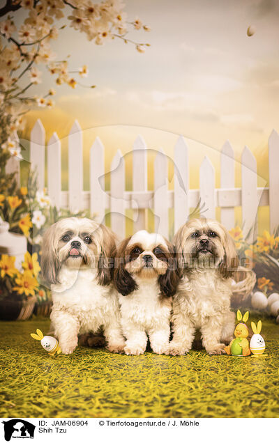 Shih Tzu / Shih Tzu / JAM-06904
