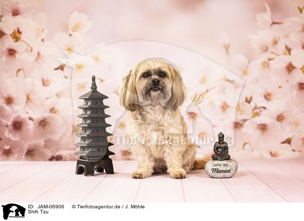 Shih Tzu / Shih Tzu / JAM-06906