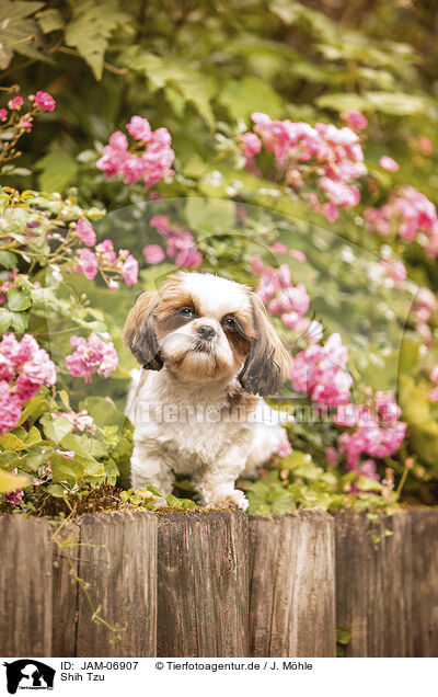 Shih Tzu / Shih Tzu / JAM-06907