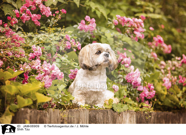 Shih Tzu / Shih Tzu / JAM-06909