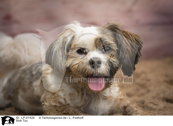 Shih Tzu / Shih Tzu / LP-01429