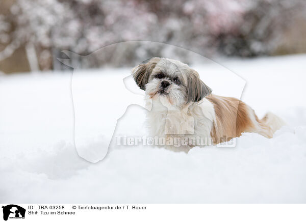 Shih Tzu im Schnee / TBA-03258