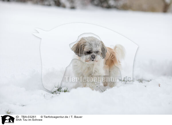 Shih Tzu im Schnee / Shih Tzu in snow / TBA-03261