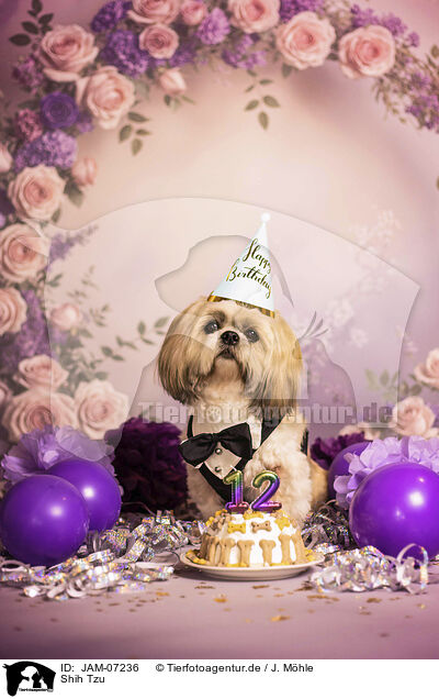 Shih Tzu / Shih Tzu / JAM-07236