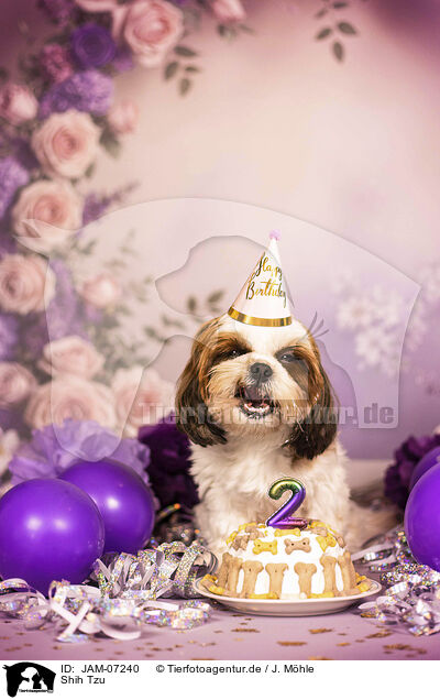 Shih Tzu / Shih Tzu / JAM-07240