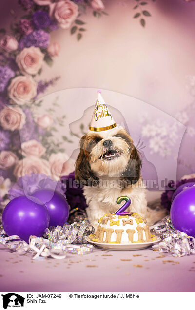 Shih Tzu / Shih Tzu / JAM-07249
