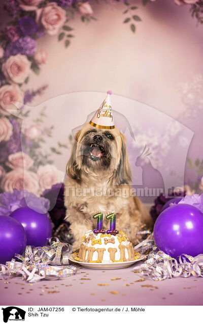 Shih Tzu / Shih Tzu / JAM-07256