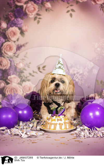 Shih Tzu / Shih Tzu / JAM-07269