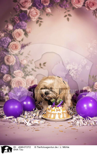 Shih Tzu / Shih Tzu / JAM-07272
