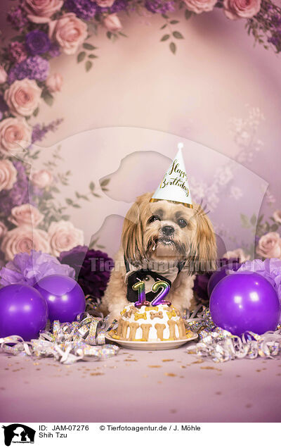 Shih Tzu / JAM-07276