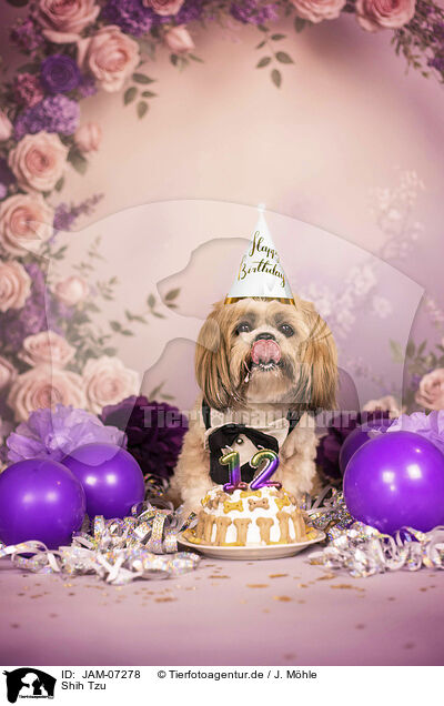 Shih Tzu / Shih Tzu / JAM-07278