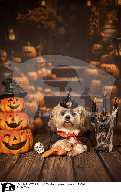Shih Tzu / Shih Tzu / JAM-07287