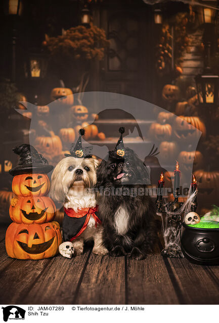 Shih Tzu / JAM-07289