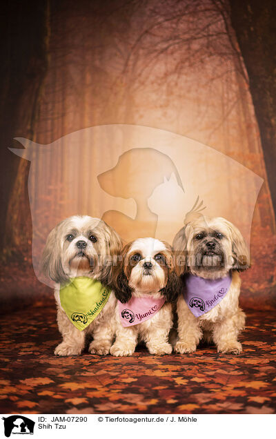 Shih Tzu / Shih Tzu / JAM-07290