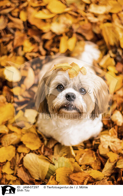 Shih Tzu / Shih Tzu / JAM-07297