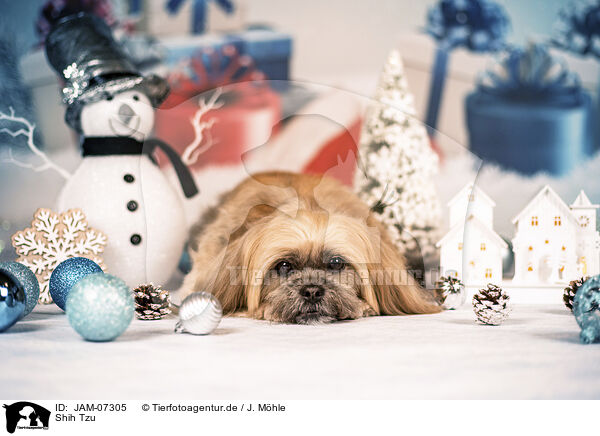Shih Tzu / Shih Tzu / JAM-07305