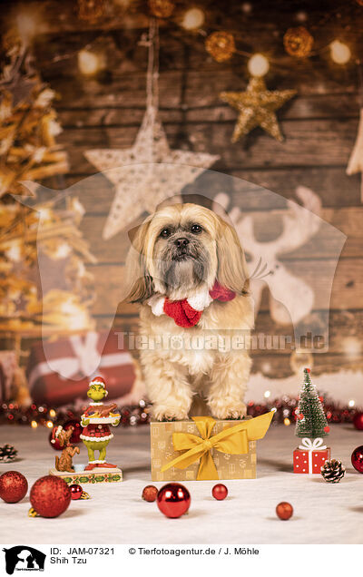 Shih Tzu / Shih Tzu / JAM-07321