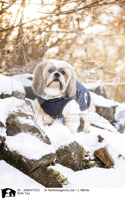 Shih Tzu / Shih Tzu / JAM-07333