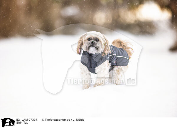 Shih Tzu / Shih Tzu / JAM-07337