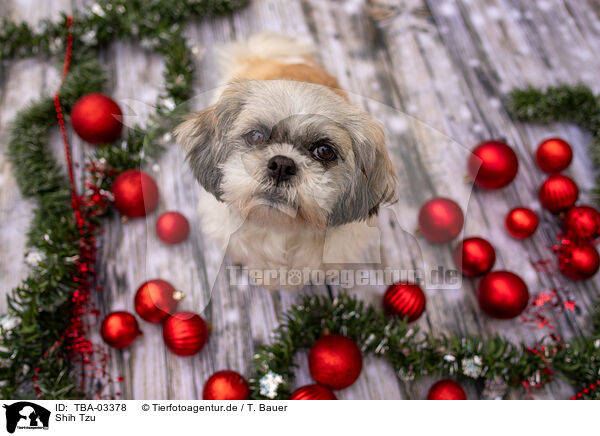 Shih Tzu / TBA-03378