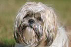 Shih Tzu Portrait