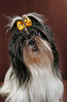 Shih Tzu Portrait