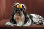 liegender Shih Tzu