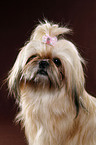 Shih Tzu Portrait