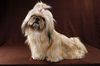 sitzender Shih Tzu