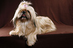 liegender Shih Tzu