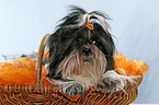 Shih Tzu im Krbchen