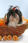 Shih Tzu im Krbchen