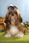 sitzender Shih Tzu