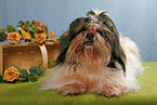 liegender Shih Tzu