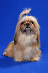 sitzender Shih Tzu