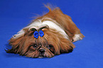 liegender Shih Tzu