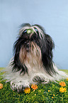 liegender Shih Tzu