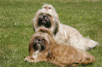 Shih Tzus