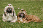 Shih Tzus